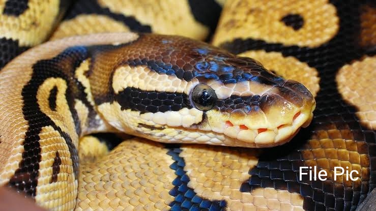 Giant Python Captured in Rajouri Giant Python Captured in Rajouri
