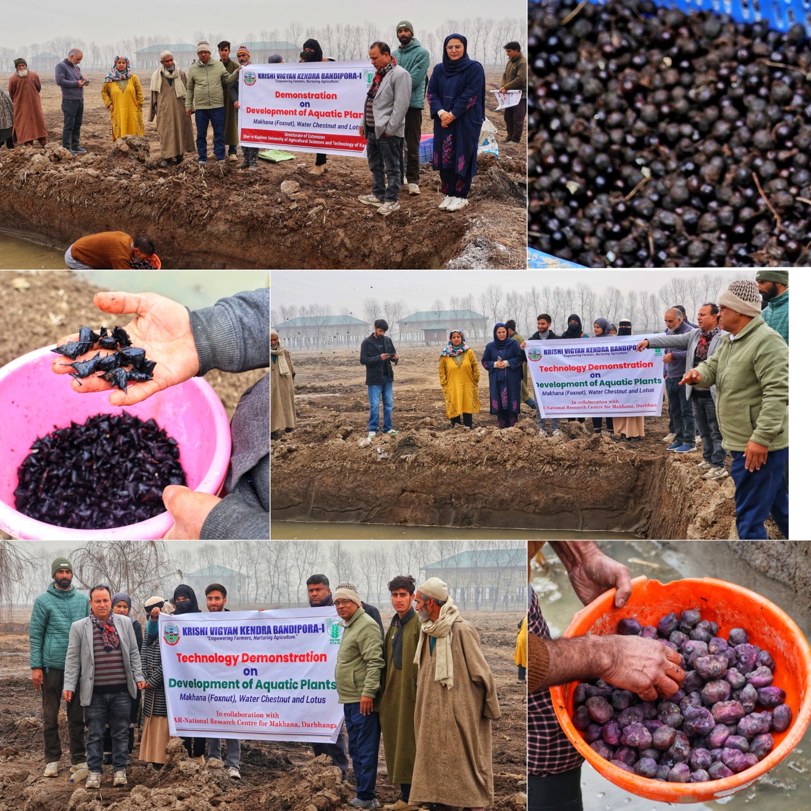 KVK Bandipora organises Technology Demonstration on Aquatic Crop Cultivation